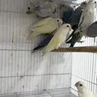 للبيع 10 حبات روز مشيولين من حضيره