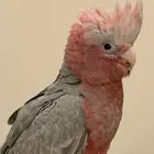 فرخ كوكاتو قالا