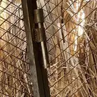 شبك طيور دجاج