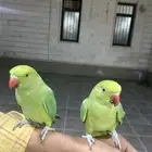 باقي درة مع القفص و الاكل للعلم القفص كبير