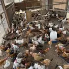 فروخ دجاج 3شهور ونص وفوق