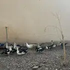 بط شهرمان او مسكوفي