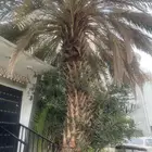 نخلة انثى صفري قديم وبناتها مجانا