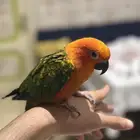 صن كنيور