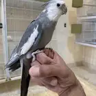 كروان متكلم