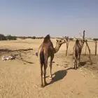 قعدان لبنيه 2