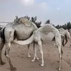حشو للبيع