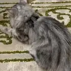 تبني قطه تقريبا العمر 4 شهور