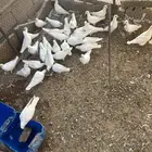 حمام فرنسي