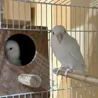 للبيع جوز روز معه بيضه