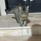 قطوه للبيع