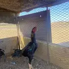 ديك باكستاني للبيع الموقع الشملي لايوجد توصيل