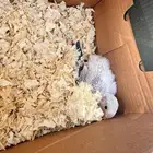 روز البينو فرخ على السوم الحق