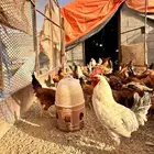 مطلوب دجاج للبيع