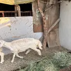 طلي حري ذبيحه