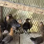 للبيع صوص دجاج فيومي ذهبي
