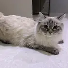 قطة هملايا