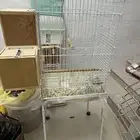 قفص انتاج