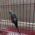 للبيع عصفور بادجي