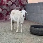 شاه حري حايل