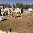 حشوو للبيع العدد 6