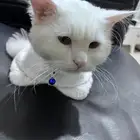 قط شيرازي لتبني
