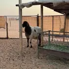 نعيميه طيبه مقنوي