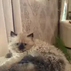 قطه هملايا هاف بكي للبيع