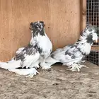 طبة بخارة