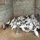 فروخ روميي دجاج ديك