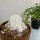 اقط   بقل   مضير   سمن غنم . سمن بقر . لبن طازج غنم