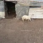شاه تحتها رخل ودافع