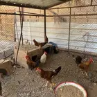 ديكه بكستنيه و عربيه 12 ديك جمله وتفريق لايدق الصمل