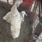 طليان العدد 2