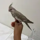 كروان تربيه