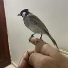 بلبل عراقي تم البيع