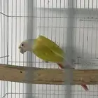 انثى كنيور صن شيك