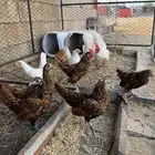 دجاج زينه سبرايت