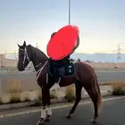 حصان واهو