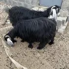 معزا عوارض