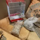 للبيع ببغاء الروز العمر 3 شهور ونص