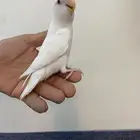 روز ابيض