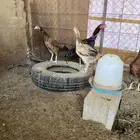 للبيع دجاج بكستاني سندي