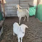شاه حريه والد