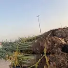 خلاص كبار ومطاليع