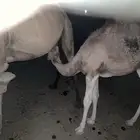 حاشي للبيع