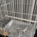 بغبغاء جاكاور لونين ازرق وأبيض أنثى بعمر صغير تقريبا ثلاثة