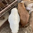 سواكن حمري تربية نظيفة