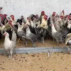 دجاج فيومي فاخر ديوك