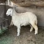 رخل جذعه تم البيع